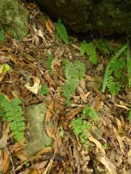 Adiantum diaphanum. Plants growing on a rocky bank.
 Image: L.R. Perrie © Te Papa CC BY-NC 3.0 NZ